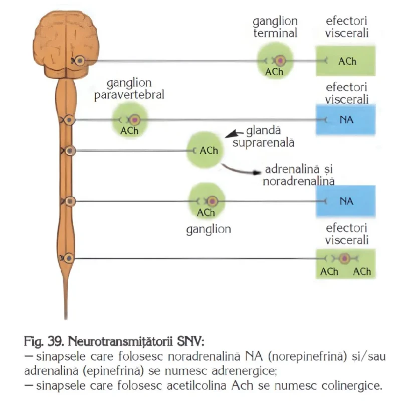Neurotransmitatorii SNV