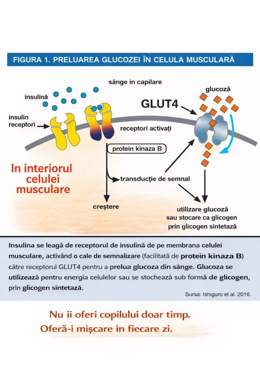 Preluarea glucozei